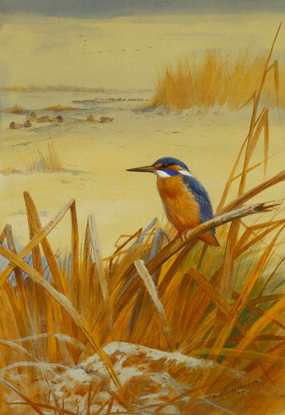 Kışın Sazlıklar Arasında Bir Yalıçapkını by Archibald Thorburn