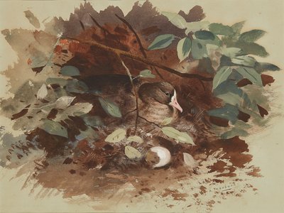Bir Yuva Kazı (mavi kağıt üzerine sulu boya) by Archibald Thorburn