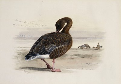 Pembe Ayaklı Kaz by Archibald Thorburn