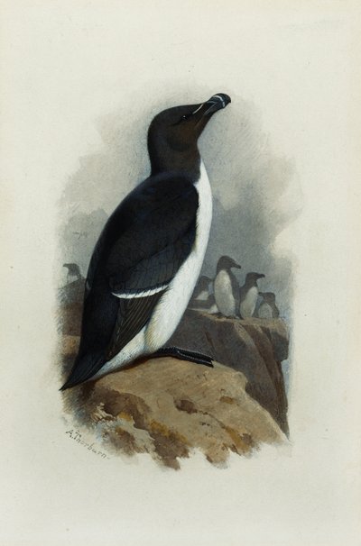 Bir Razorbill by Archibald Thorburn