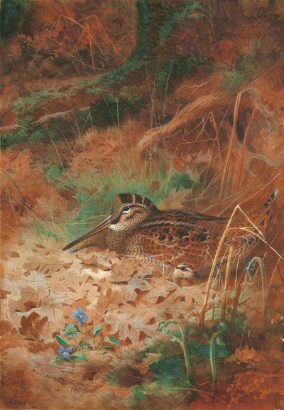 Çalılıkta Bir Çulluk ve Piliç by Archibald Thorburn
