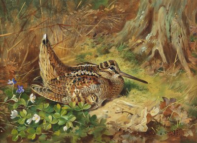bir çulluk ve piliçler by Archibald Thorburn