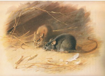 Longmans and Co tarafından yayınlanan Thorburns Mammals