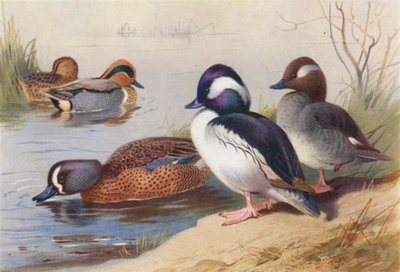 Yeşil Kanatlı Amerikan Ördeği (erkek ve dişi), Dikkuyruk Ördeği (erkek ve dişi), Mavi Kanatlı Amerikan Ördeği (renkli lito) by Archibald Thorburn