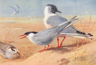 Kutup Sumrusu (yetişkin ve yavru), Bonaparte Martısı (renkli lito) by Archibald Thorburn