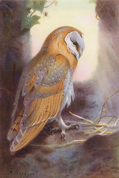 Ahır Baykuşu (renkli lito) by Archibald Thorburn