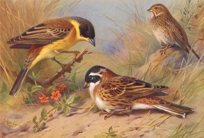 Siyah Başlı Kiraz Kuşu, Mısır Kuşu, Rustik Kiraz Kuşu (renkli lito) by Archibald Thorburn