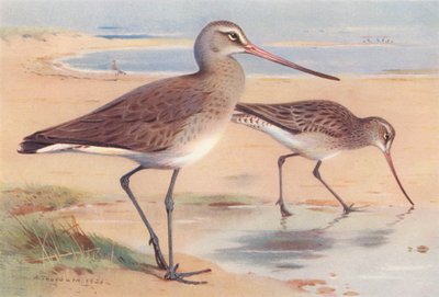 Siyah Kuyruklu Godwit (kış), Bar Kuyruklu Godwit (kış) (renkli lito) by Archibald Thorburn