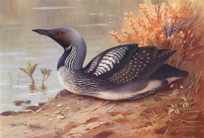 Siyah Boğazlı Dalgıç (renkli taş baskı) by Archibald Thorburn
