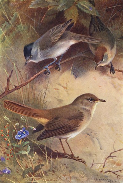 Blackcap (erkek ve dişi), Nightingale (renkli lito) by Archibald Thorburn