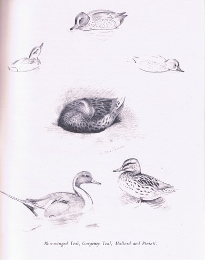 Mavi Kanatlı Deniz Mavisi, Garganey, Deniz Mavisi, Yeşilbaş ve Kılkuyruk, 1938 by Archibald Thorburn
