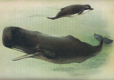 Longmans and Co. tarafından yayınlanan Thorburns Memelilerden Şişe Burunlu Balina ve Sperm Balinası, c. 1920 by Archibald Thorburn