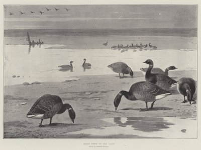Sahildeki Brent Kazları by Archibald Thorburn