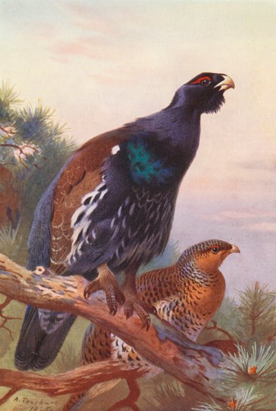 Capercaillie (erkek ve dişi) (renkli lito) by Archibald Thorburn