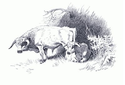 Sığır, Longmans and Co tarafından yayınlanan Thorburn