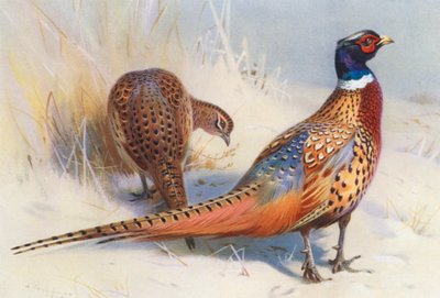 Çin Halkalı Boyunlu Sülünü (erkek ve dişi) (renkli taş baskı) by Archibald Thorburn
