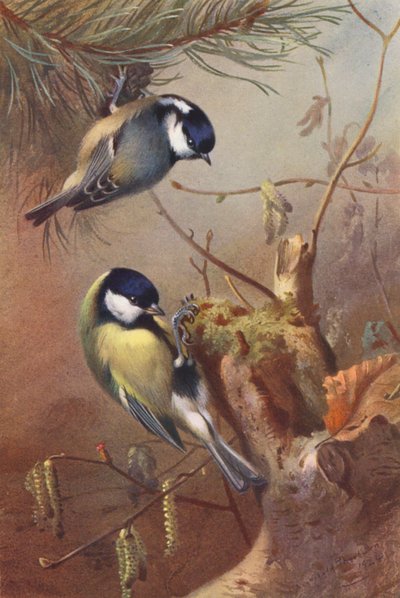 Kömür Baştankarası, Büyük Baştankara (renkli taş baskı) by Archibald Thorburn