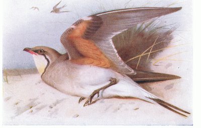 Yakalı Pratincloe, Birds of the British Isles ve Onların Yumurtalarından, Frederick Warne & Co Ltd, 1958 by Archibald Thorburn