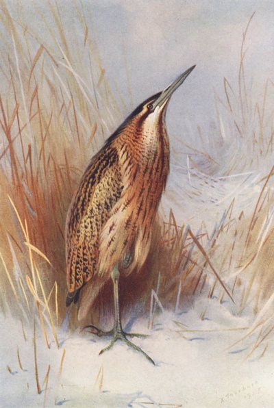 Common Bittern (renkli lito) by Archibald Thorburn