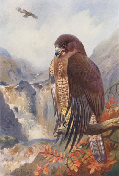 Bayağı Akbaba (renkli lito) by Archibald Thorburn