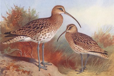 Common Curlew, Whimbrel (renkli lito) by Archibald Thorburn
