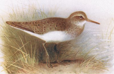 Frederick Warne & Co Ltd, 1958 tarafından yayınlanan Britanya Adaları Kuşları ve Yumurtalarından Ortak Sandpiper by Archibald Thorburn