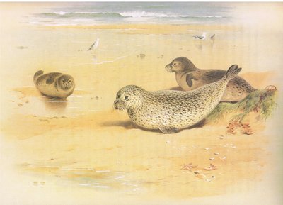 Longmans and Co tarafından yayınlanan Thorburns Mammals