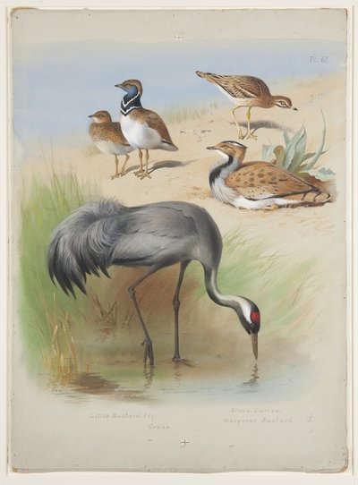 Turna, taş çulluk ve toy kuşu, 1915 dolayları (kağıt üzerine kurşun kalem üzerine suluboya ve gövde rengi) by Archibald Thorburn