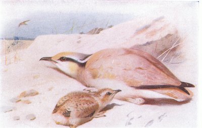 Frederick Warne & Co Ltd, 1958 tarafından yayınlanan Britanya Adaları Kuşları ve Yumurtalarından Krem Renkli Courser by Archibald Thorburn