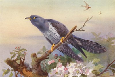 Guguk Kuşu (renkli taş baskı) by Archibald Thorburn