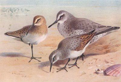 Curlew-Sandpiper (olgunlaşmamış, sonbahar), Knot (kış), Dunlin (kış) (renkli lito) by Archibald Thorburn
