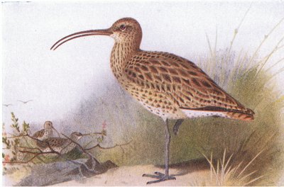Curlew, Frederick Warne & Co Ltd tarafından yayınlanan Britanya Adaları Kuşları ve Yumurtalarından, 1958 by Archibald Thorburn