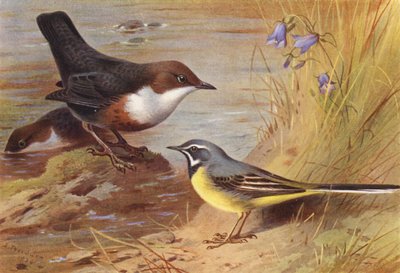 Kepçe, Gri Kuyruksallayan (renkli lito) by Archibald Thorburn