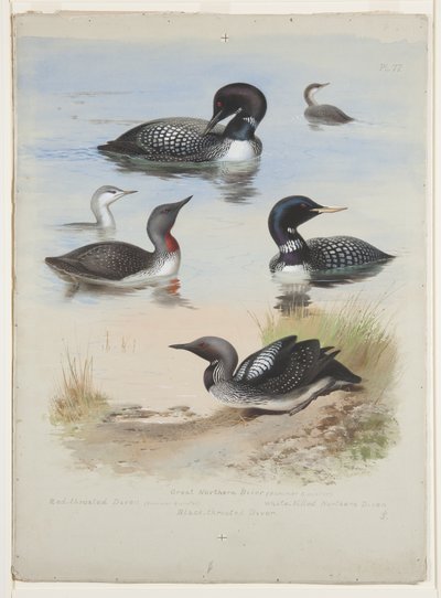 Dalgıçlar, c.1915 (kağıt üzerine kurşun kalem üzerine suluboya ve gövde rengi) by Archibald Thorburn