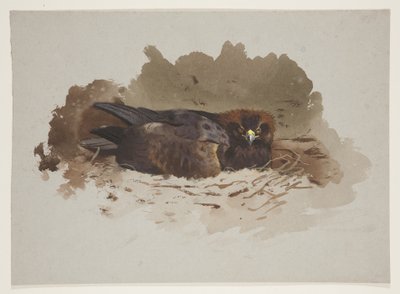 Kartal yuvasında, c.1915 (kağıt üzerine kurşun kalem üzerine suluboya ve gövde rengi) by Archibald Thorburn