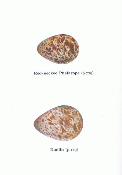 Yumurtalar: Frederick Warne & Co Ltd, 1958 tarafından yayınlanan Britanya Adaları Kuşları ve Yumurtalarından Kırmızı Boyunlu Phalarope ve Dunlin, by Archibald Thorburn