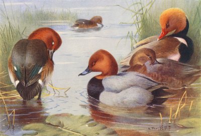 Ferruginous Duck (erkek ve dişi), Common Pochard (erkek ve dişi), Red-Crested Pochard (renkli lito) by Archibald Thorburn