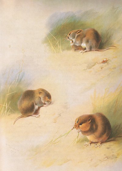Longmans and Co tarafından yayınlanan Thorburns Memelilerden Field Vole, Bank Vole ve Orkney Vole, c. 1920 by Archibald Thorburn