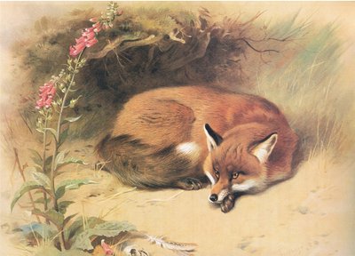 Longmans and Co tarafından yayınlanan Thorburns Mammals