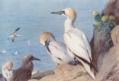 Sümsük kuşu (yetişkin ve olgunlaşmamış) (renkli lito) by Archibald Thorburn