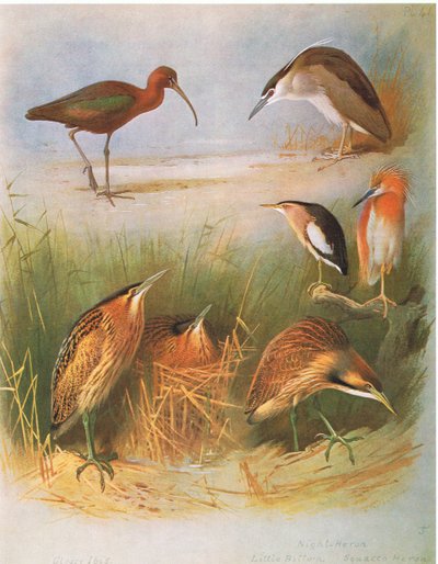 Parlak Ibis, Ortak Bittern, Night Heron, Little Bittern, Squacco Heron, American Bittern , pub. Kitap Kulübü Associates tarafından, 1972 by Archibald Thorburn