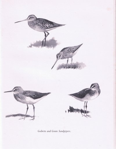 Godwits ve Yeşil Sandpipers, 1938 by Archibald Thorburn