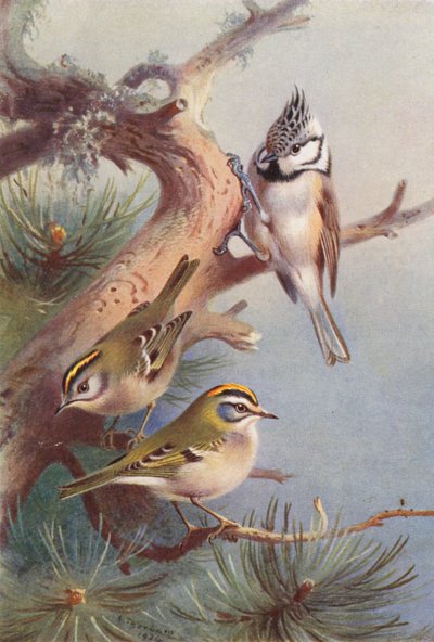Goldcrest, Fire-Crest, Crested Titmouse (renkli lito) by Archibald Thorburn