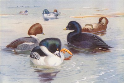 Altıngöz (erkek ve dişi), Bayağı İskoç (erkek ve dişi) (renkli lito) by Archibald Thorburn
