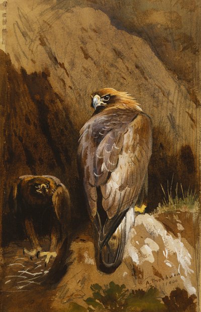 Kartal Yuvalarında Altın Kartallar by Archibald Thorburn