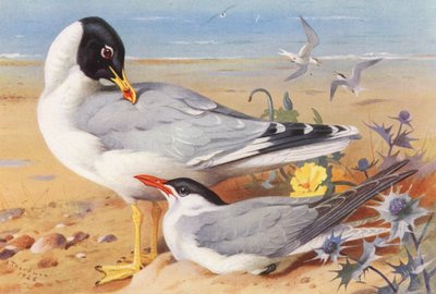 Büyük Kara Başlı Martı, Hazar Sumrusu (renkli lito) by Archibald Thorburn