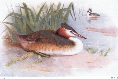 Büyük Tepeli Bataklık by Archibald Thorburn