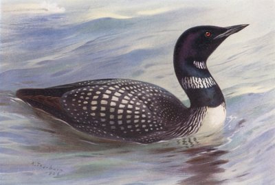 Büyük Kuzey Dalgıcı (renkli lito) by Archibald Thorburn