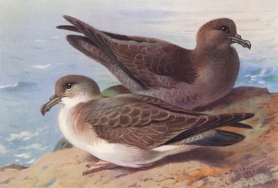 Büyük Yelkovan, İsli Yelkovan (renkli lito) by Archibald Thorburn