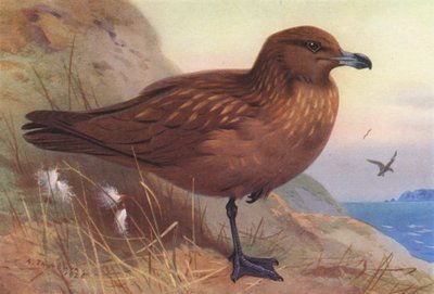 Büyük Skua (renkli lito) by Archibald Thorburn